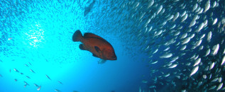 Paradise beneath the waves