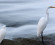 Herons and cranes of the Kamogawa river