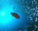 Paradise beneath the waves