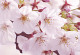 Top ten blossom spots