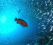 Paradise beneath the waves