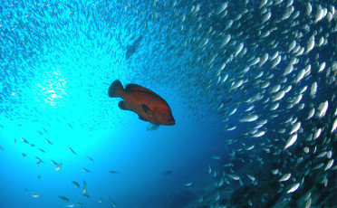 Paradise beneath the waves