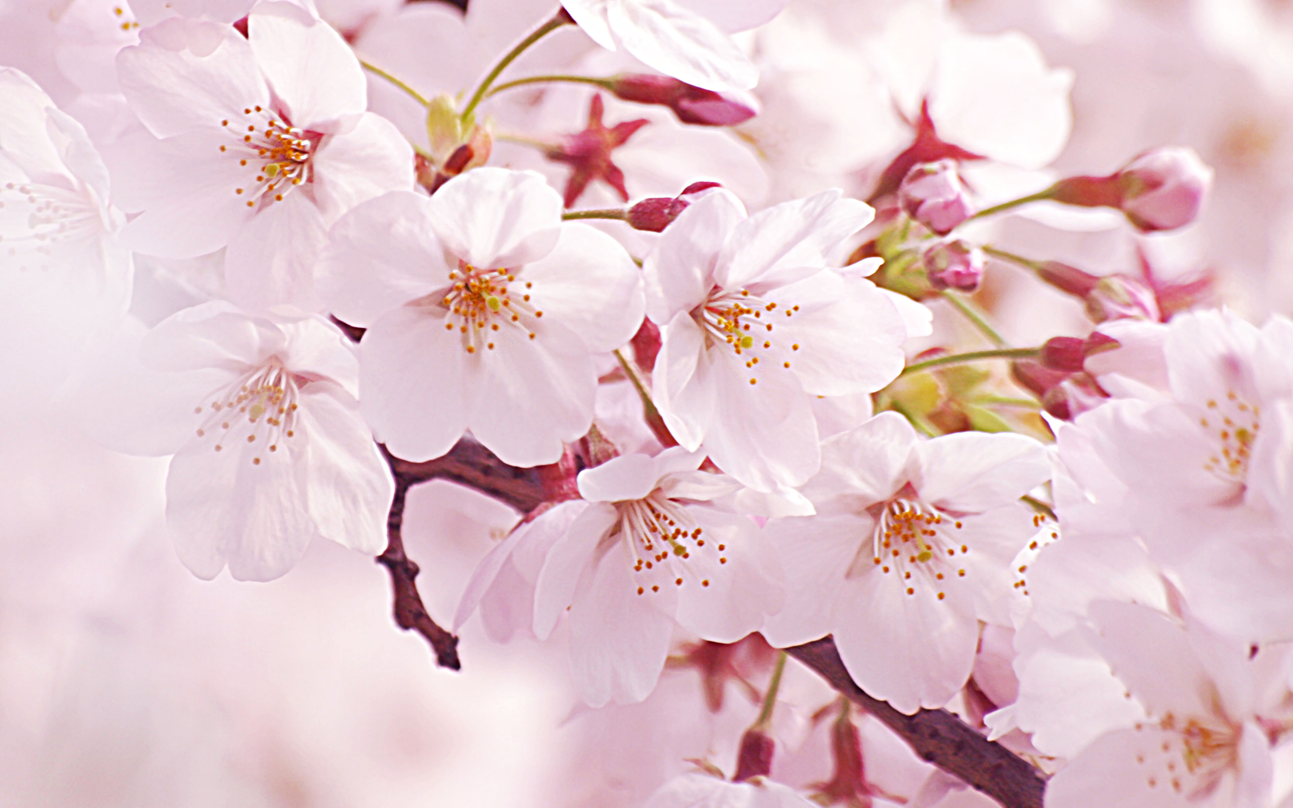 Sakura kansai scene magazine