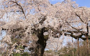 kyoto-maruyama-park