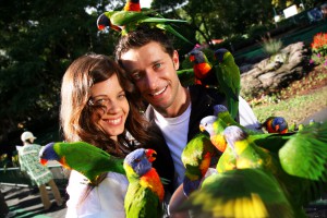 CWS Lorikeets-press