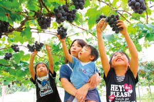 grape-picking-kobe2