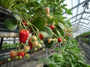 strawberries-polytunnel
