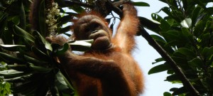 Orang Utan