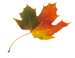 maple-cutout