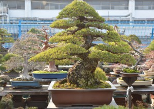 bonsai3