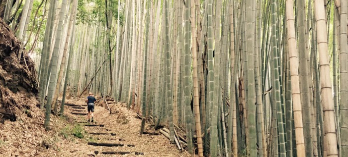 Bamboo forest running trail