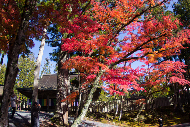 07-koyasan-fall-leaves-jason-haidar