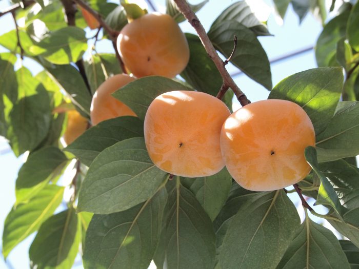 Persimmon Paradise